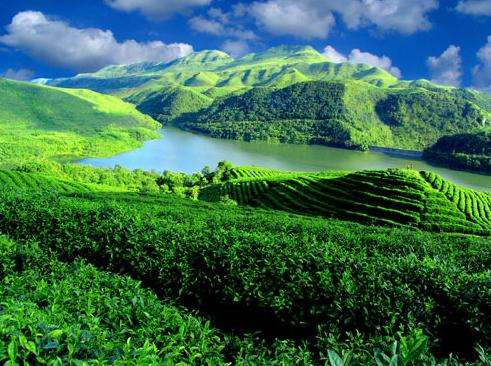 盘点茶的经典与精髓,古人对茶的绝美雅称你还知道哪些