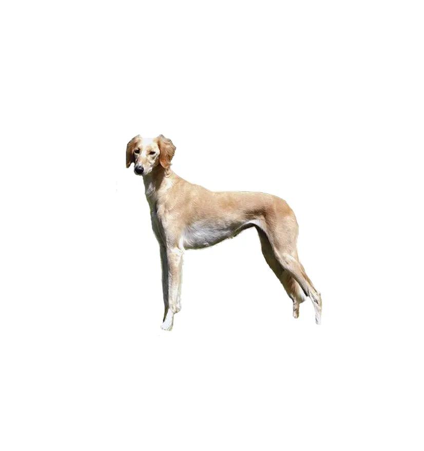 滨州48种烈性犬标准,滨州烈性犬最新规定