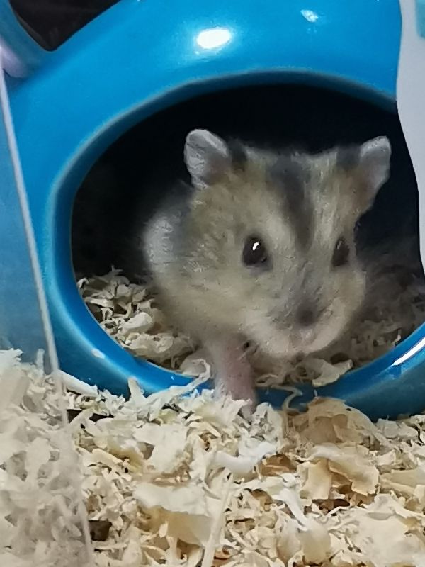 新手养仓鼠还是金丝熊,新手可以养布丁仓鼠吗