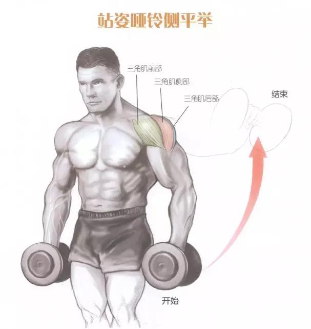 肩部肌肉训练有什么用,肩部训练肌肉线条的美感