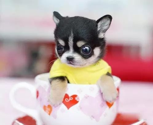 45只名犬排行,45种名犬您都认识吗