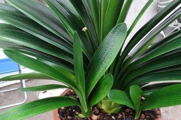 君子兰叶扦插几天能生出小君子兰,君子兰的叶子需要啥基质扦插