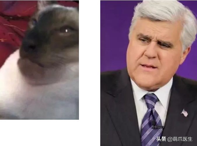 猫咪被蜜蜂蜇了症状怎么办,猫被蜜蜂蜇了怎么办