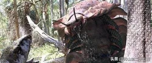 这十种巨型怪物，还好都已灭绝