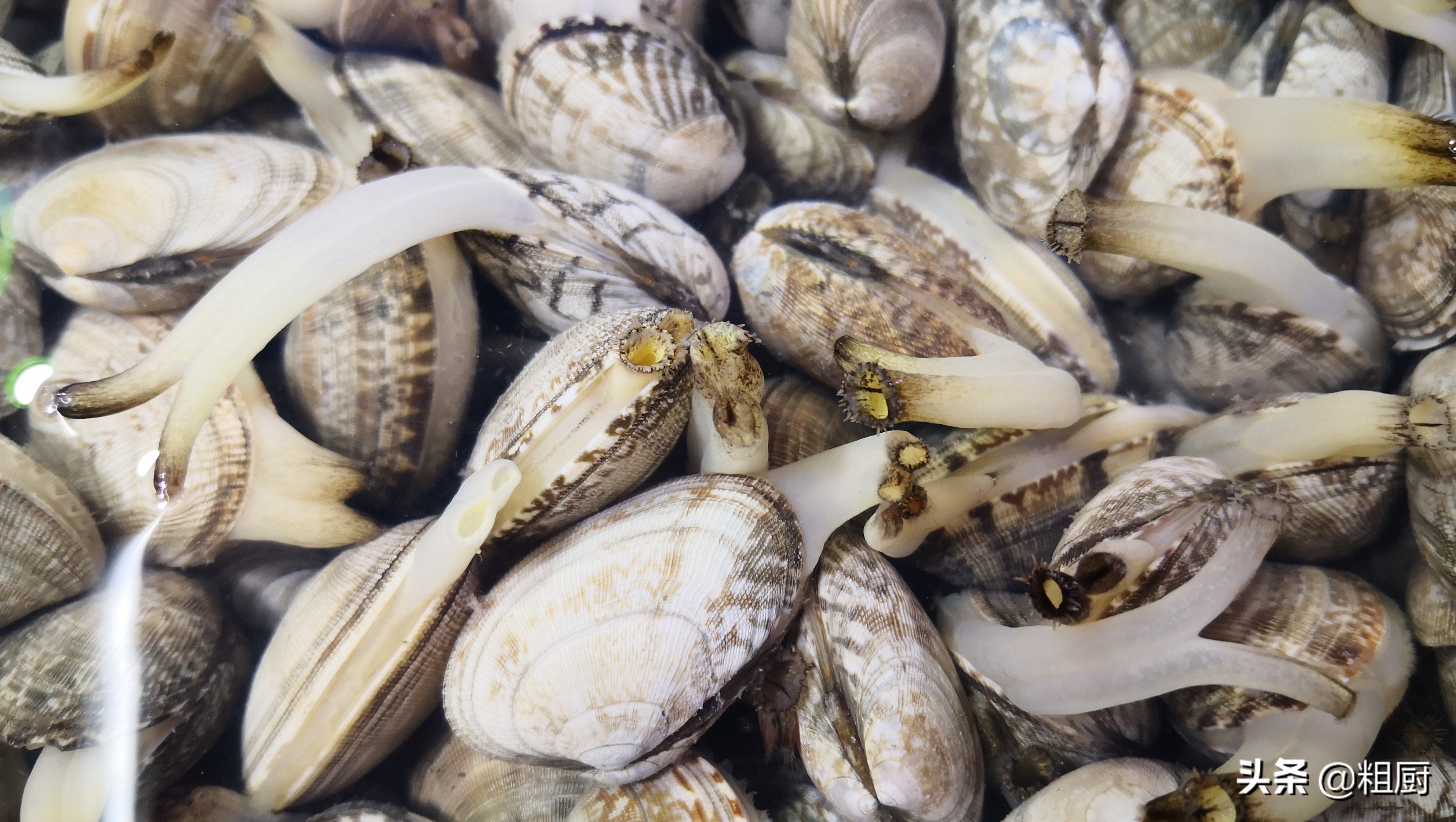 花甲小煎鸡做法,花甲煎鸡做法