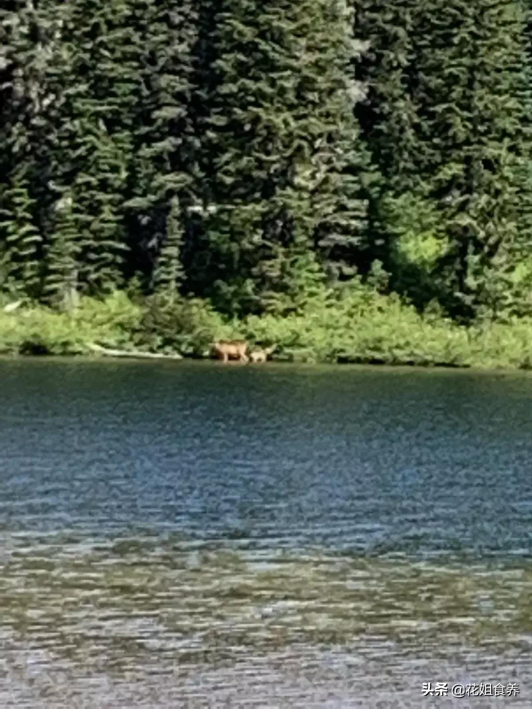 18天我和俩娃，西雅图家庭自由行，民宿、雪山、游艇……好玩刺激