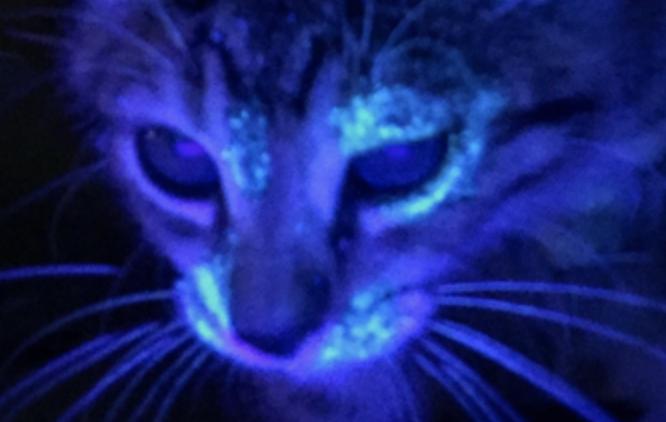 猫癣的预防与治疗论文,治疗猫癣的注意事项