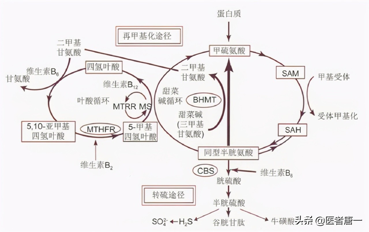 为什么脑梗要吃叶酸,为何美国脑梗减少中国却逐渐增多