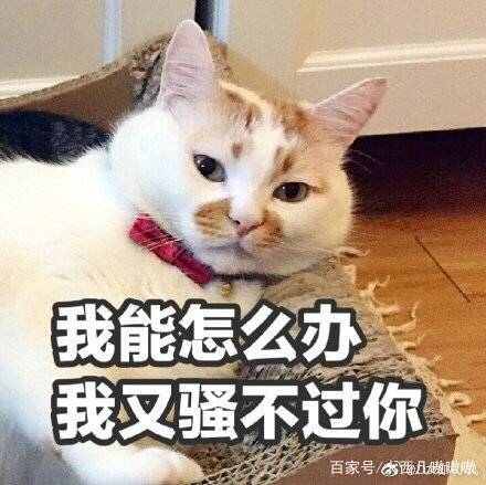 表情包我能怎么办呢,表情包我怎么找不到你了