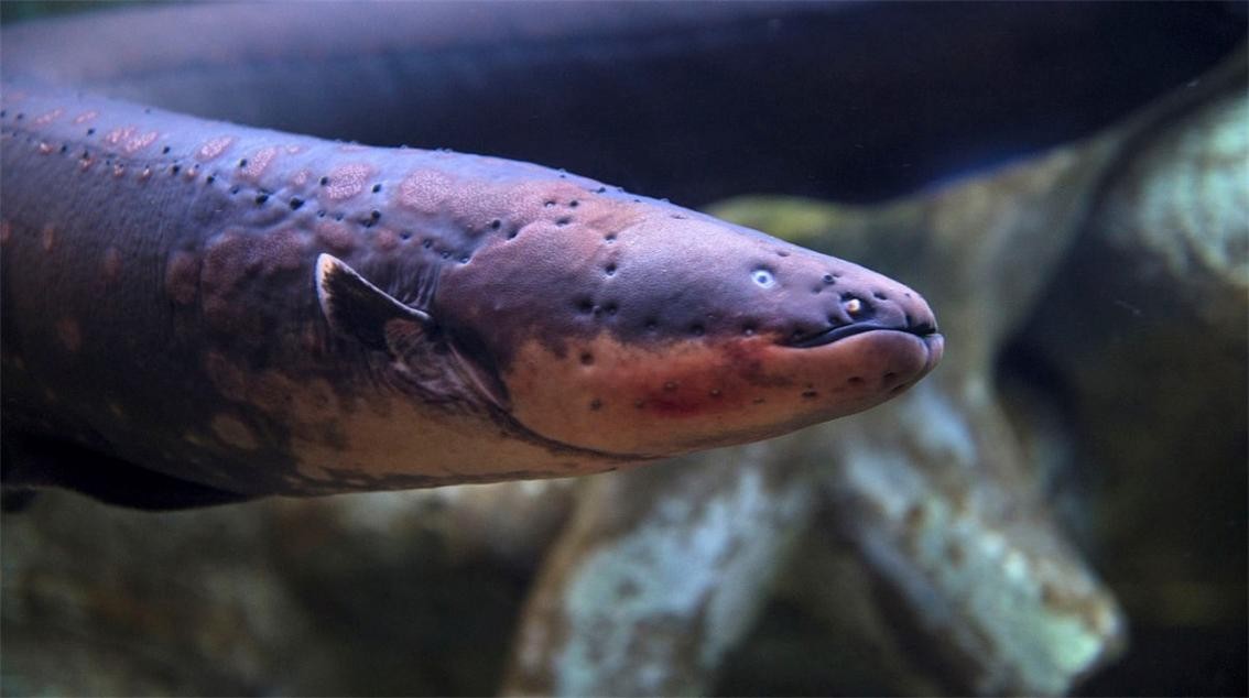 鳄鱼咬住电鳗被电死,鳄鱼咬住电鳗后的后果