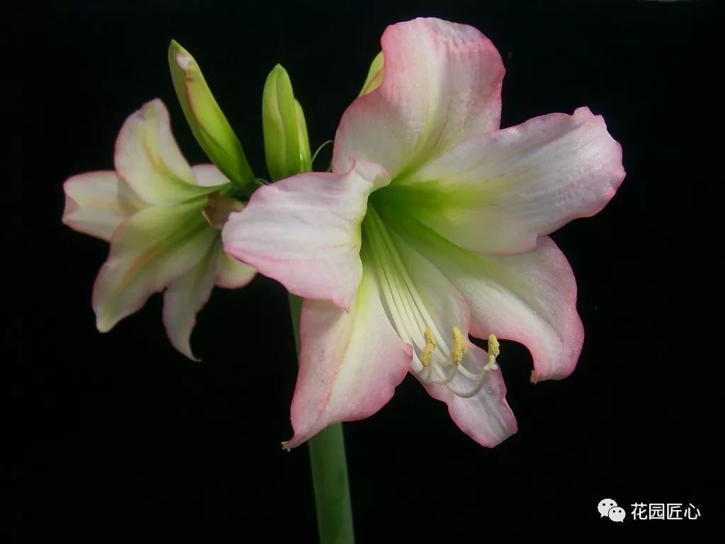 朱顶红为什么老是烂球,怎么才能让朱顶红不生小球