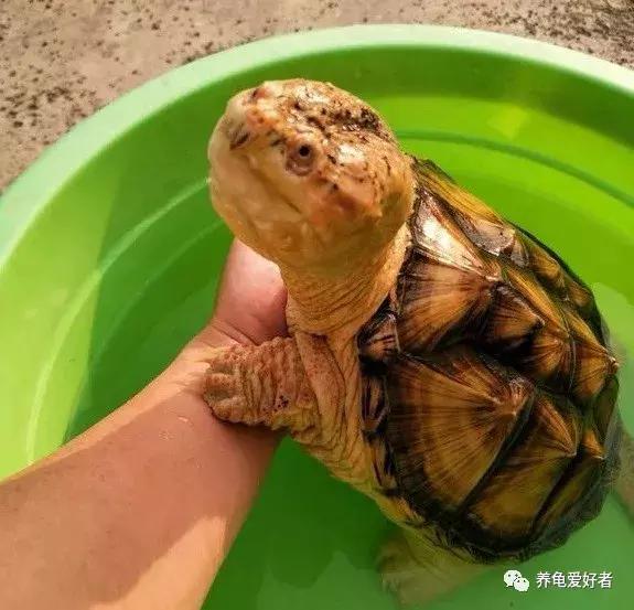 怎么判断龟是水肿还是胖,如何区分龟浮肿和胖