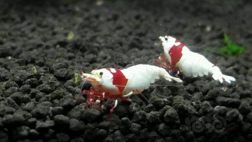 水晶虾开缸需要哪些泥,翻缸养虾视频教程