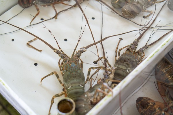 广州南沙最美风景区,南沙湾区超美风景线