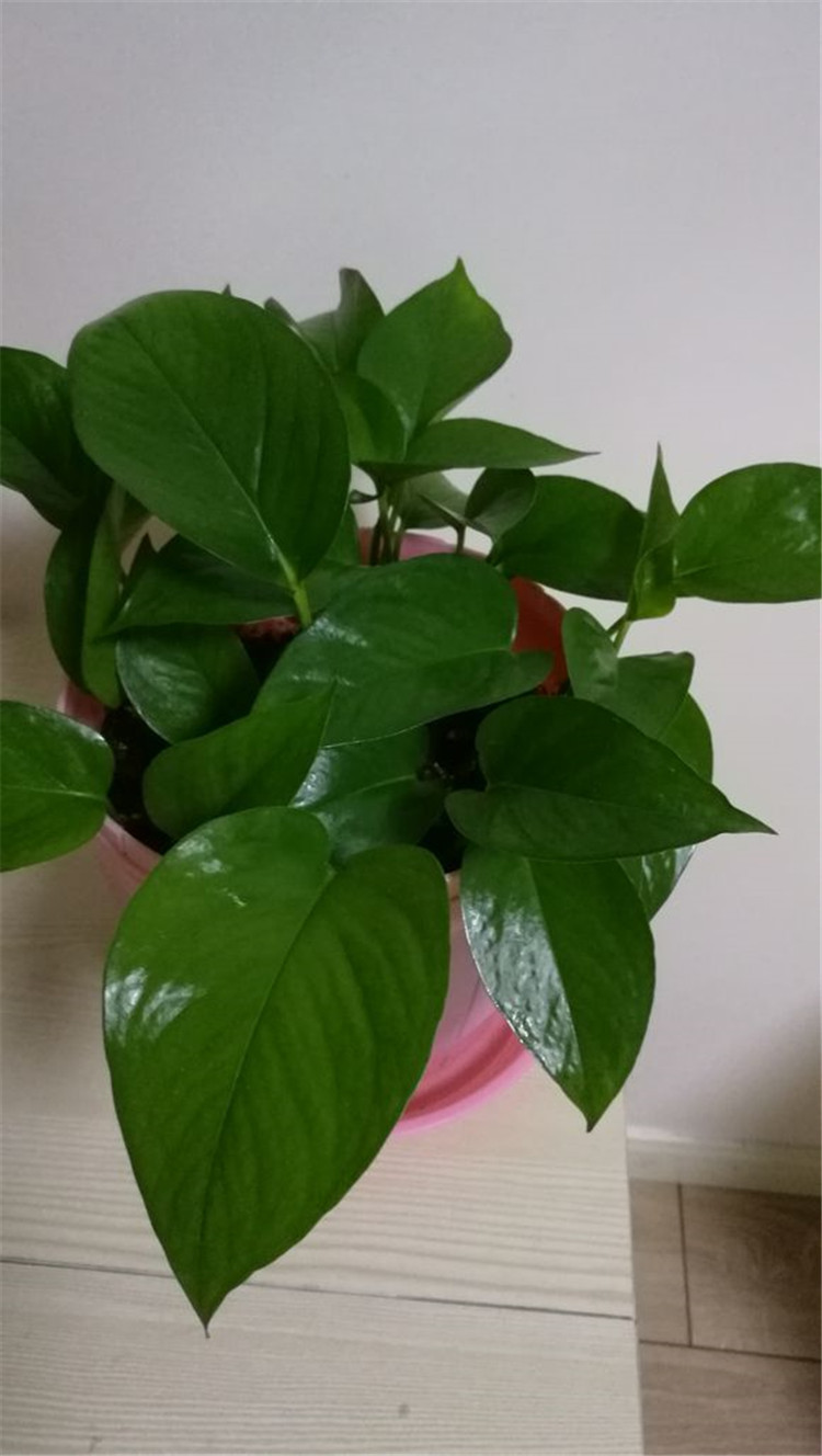 自动吸水绿萝怎么换土,自吸水绿萝可以直接浇水