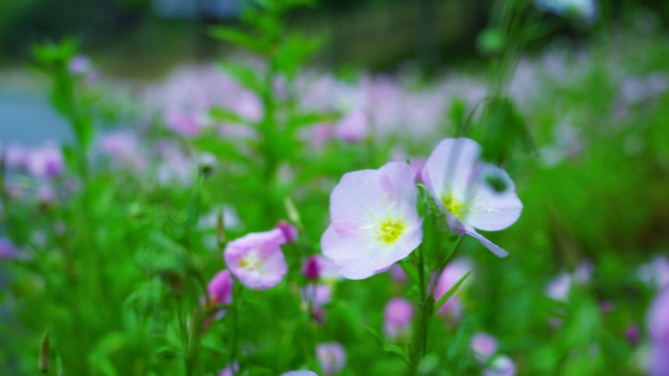 茅山宝盛园周边游玩,茅山宝盛园所有游乐设施