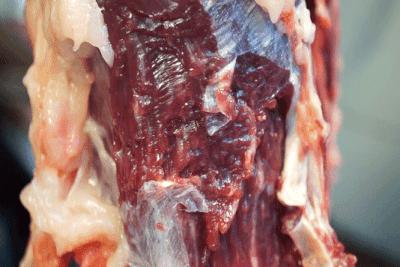 新人首播正宗潮汕手打牛肉丸,正宗潮汕手打牛肉丸全过程直播