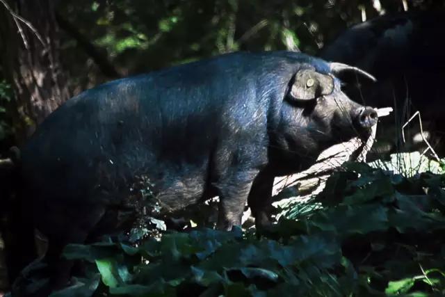 法餐中那些独特的食材,法餐里的小吃系列