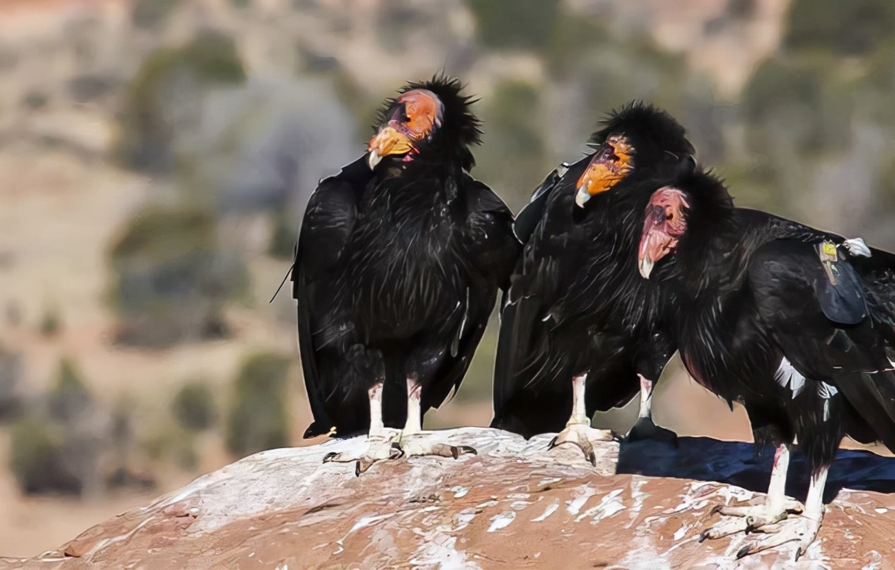 无需雄性！加州母秃鹰惊现“处女产子”，原因是什么？有何影响？