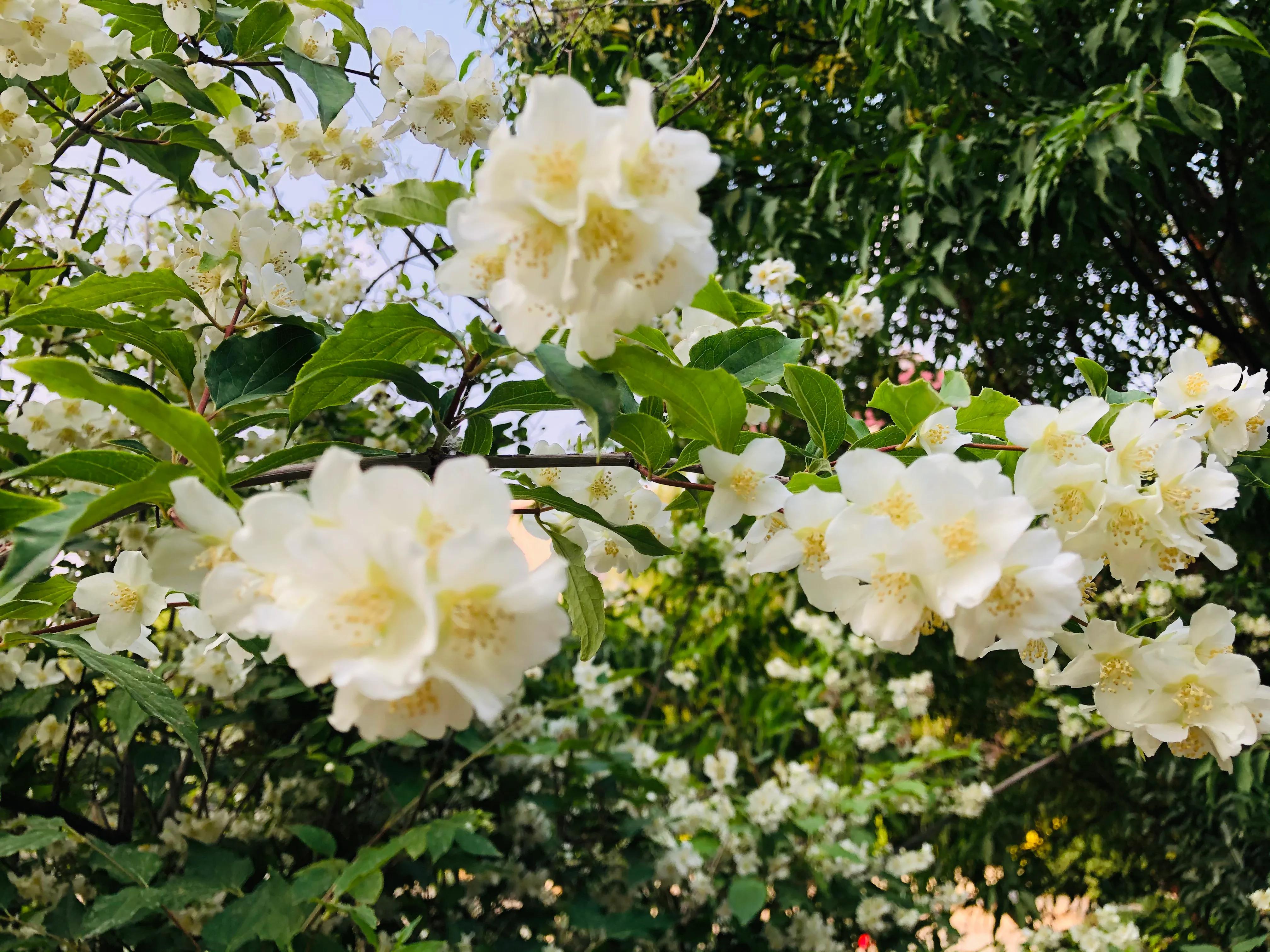 具有传奇故事的太平花你听说过吗？见过吗？