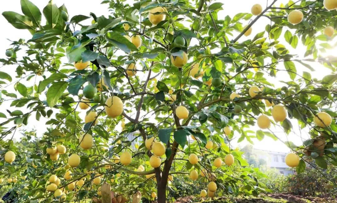 资阳哪里五一节可以去玩,资阳五一游玩攻略