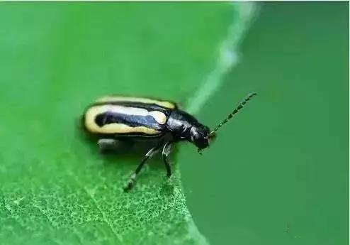 防治蔬菜地下害虫的无公害农药,蔬菜害虫种类及防治ppt