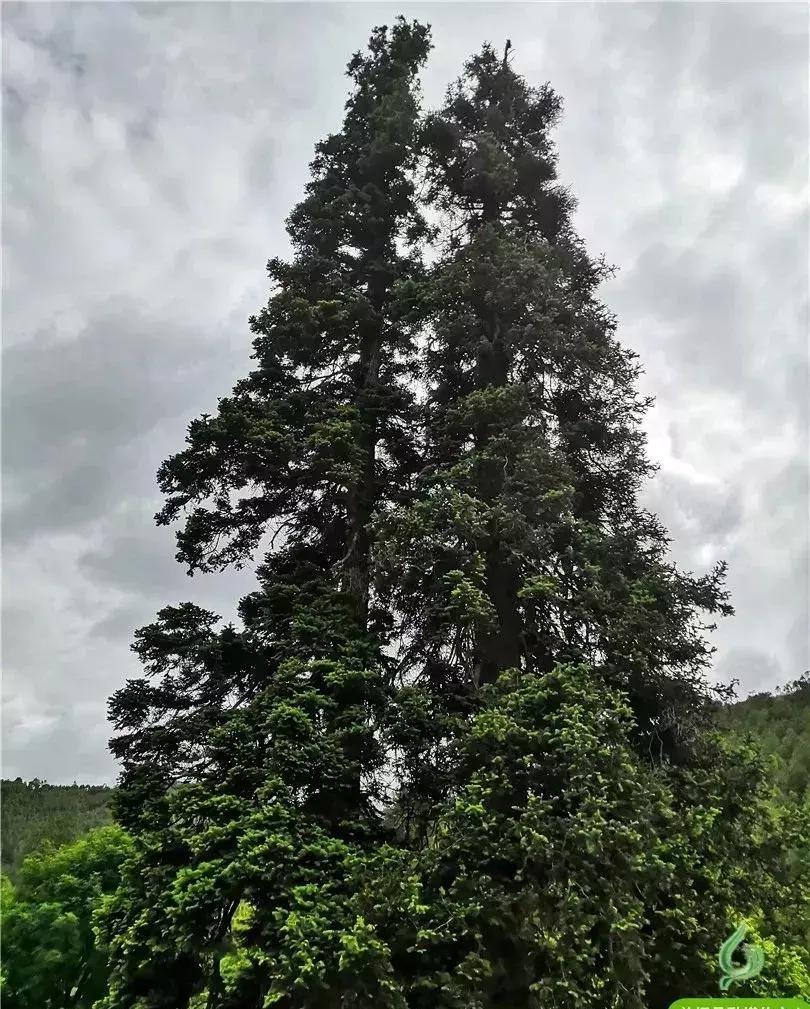 去兰坪旅游值得逛的地方,去了一次就喜欢的城市