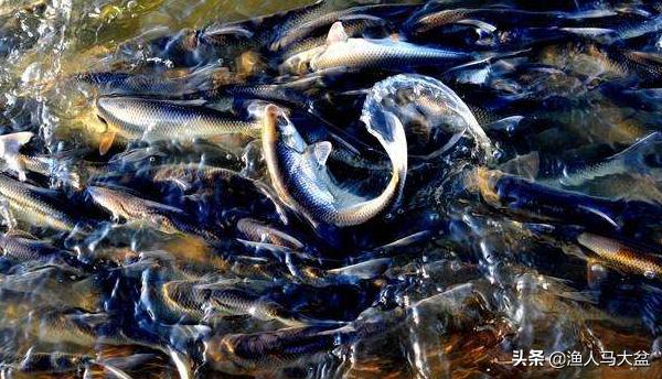 手竿钓瓦氏雅罗鱼用什么味型饵料,瓦氏雅罗鱼喜欢在什么地方