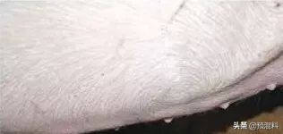 养猪实用技术——高产母猪的身体特征(图解)