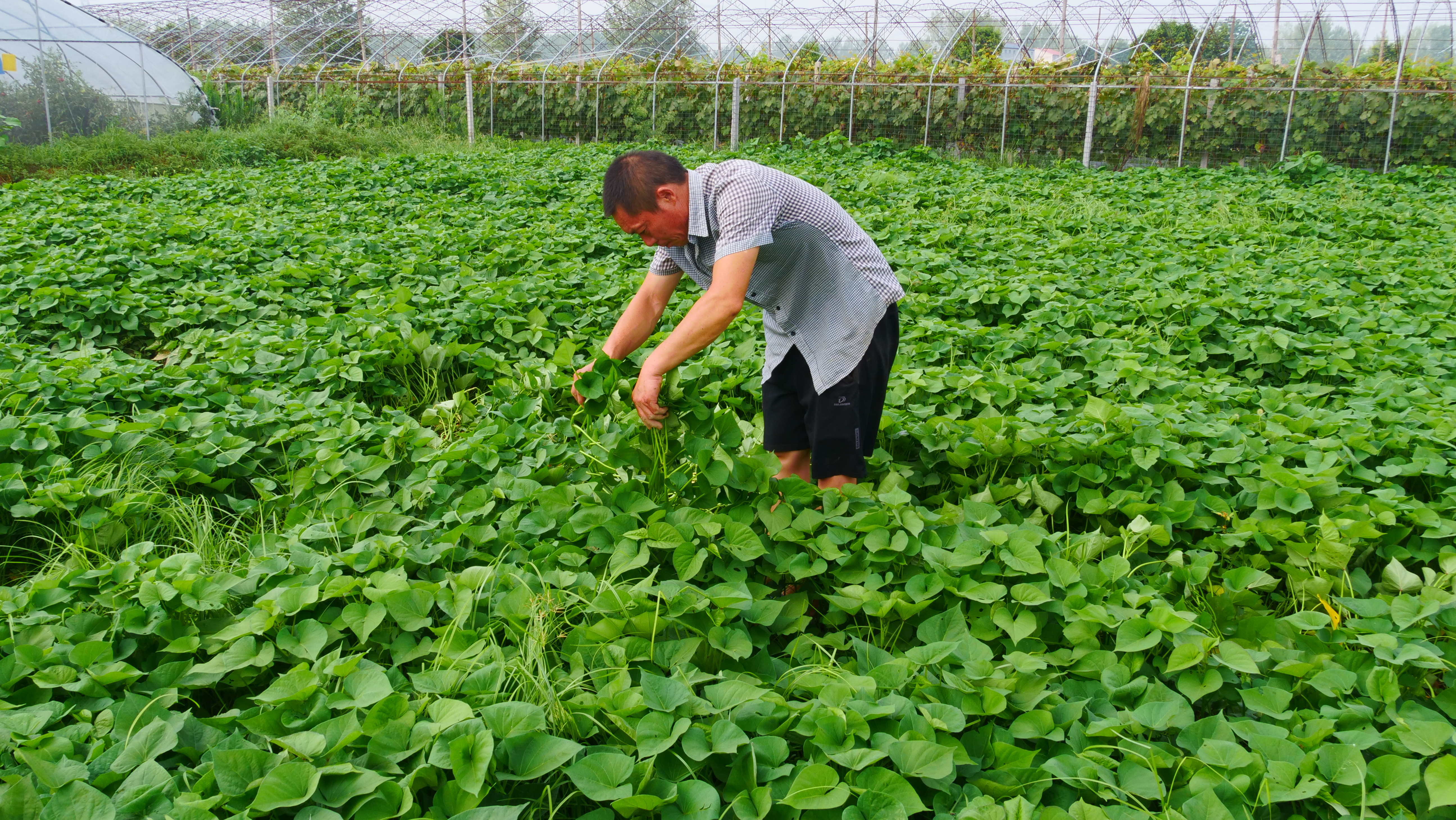 红薯在生茬地种注意什么,种红薯苗怎么增加成活
