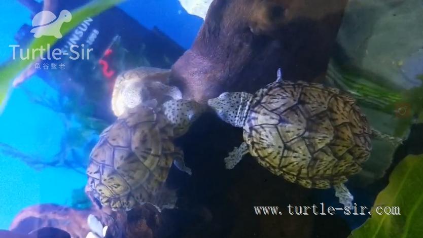 大龟缸养龟怎么保持水质清澈,裸缸养龟怎样才能让龟缸水质干净