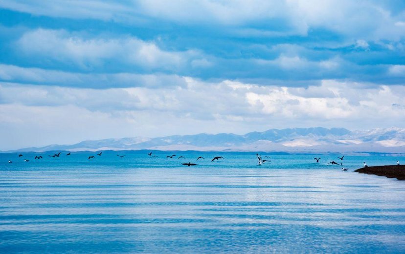大美青海人间仙境青海湖,青海骆驼青海湖