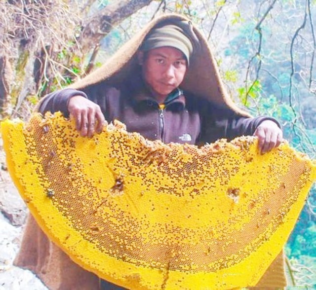 喜马拉雅山采蜜人：专供尼泊尔皇室，每公斤高达3500美元