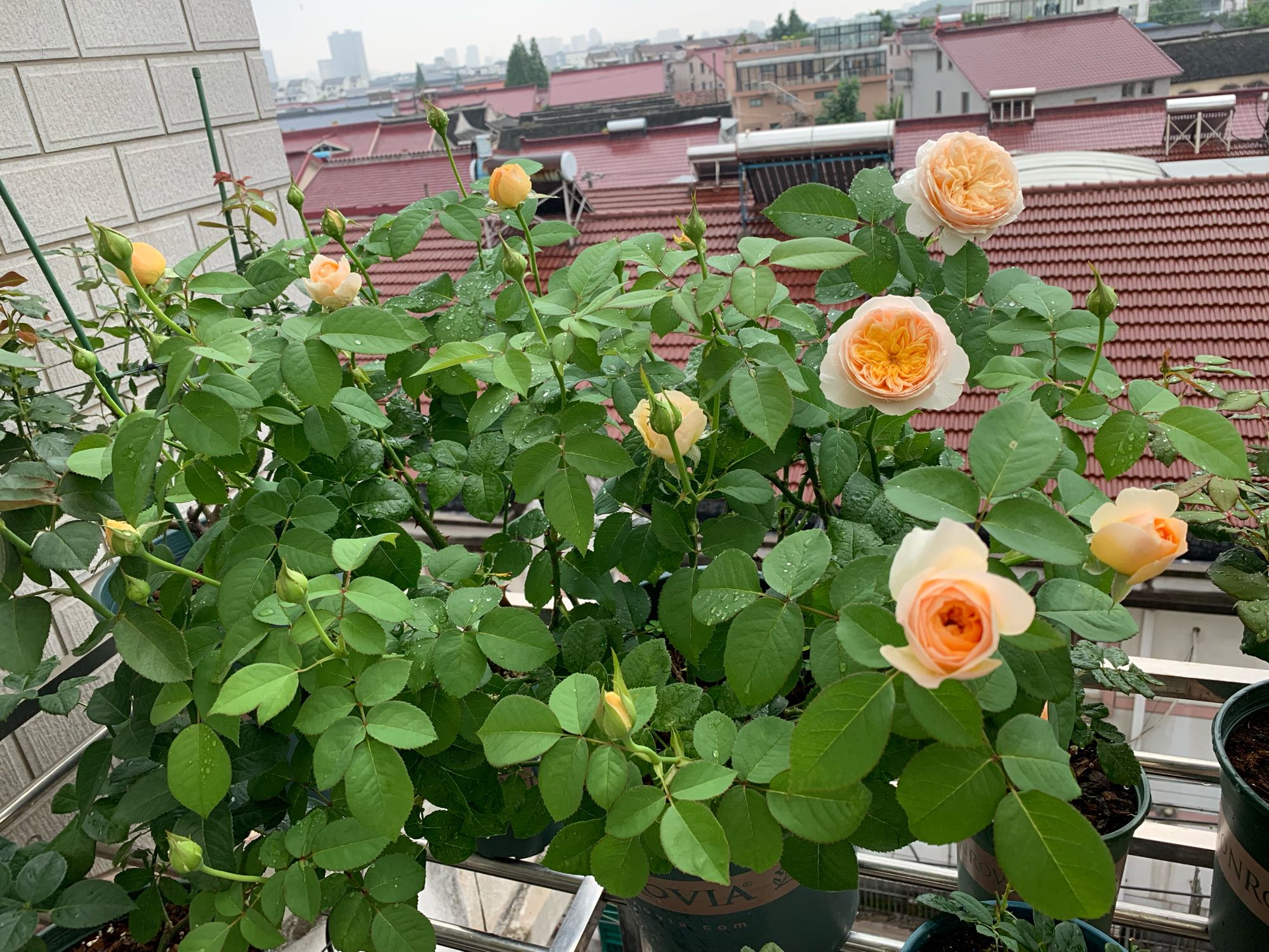 夏季月季怎样养才能长得茂盛,夏天如何养好月季花盆栽