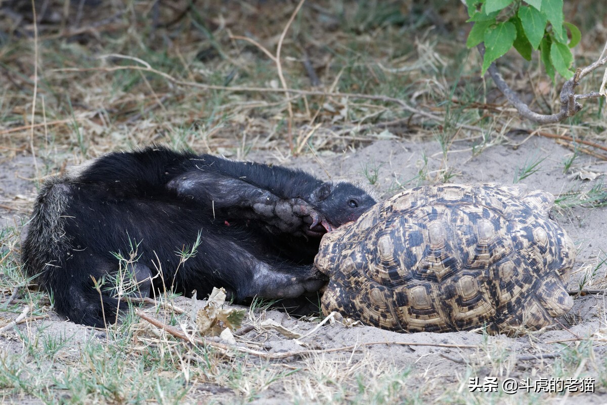 蜜獾那么凶猛真实的战斗力咋样,蜜獾展现真实实力