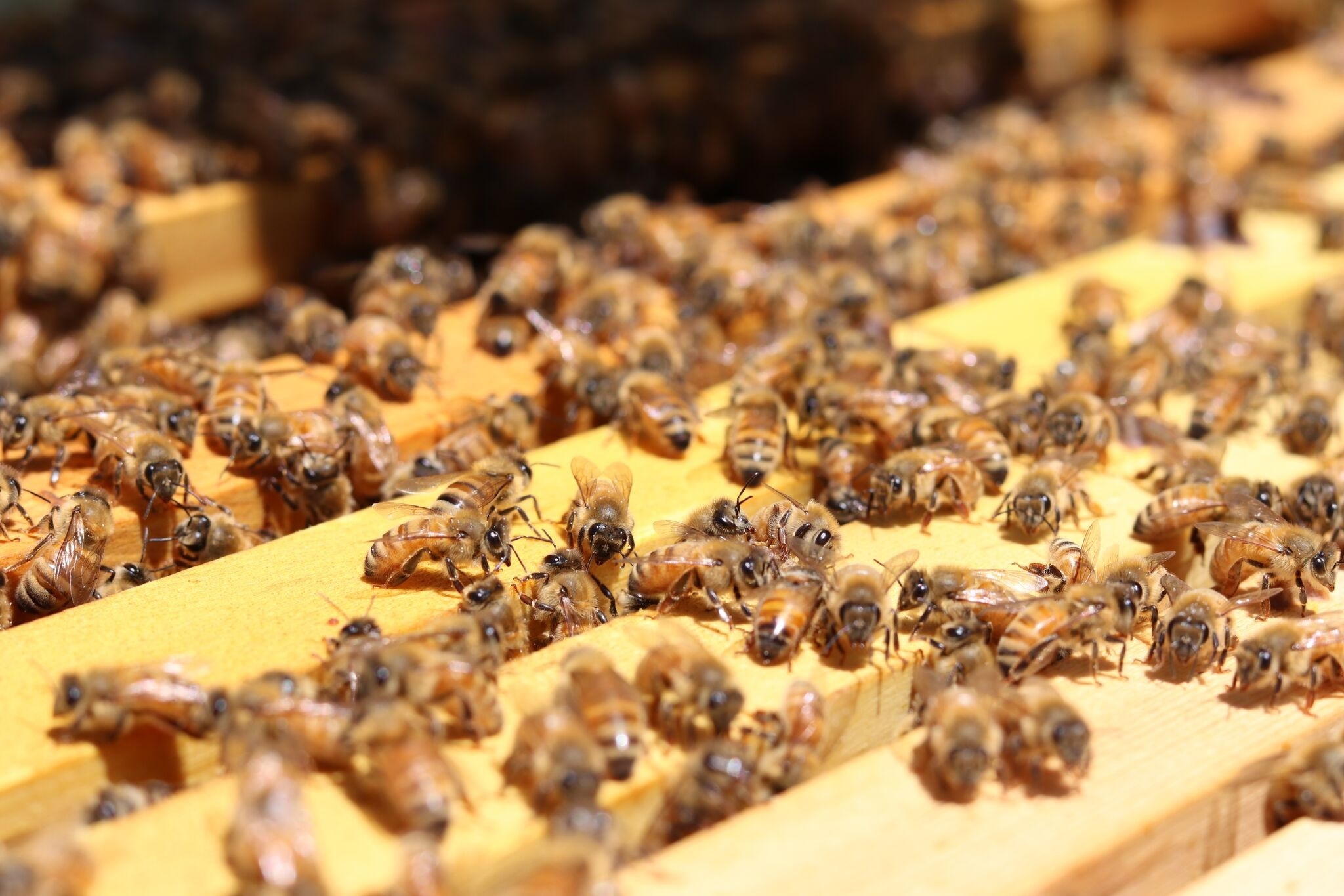 麦卢卡蜂蜜收到了吗,如何验证麦卢卡蜂蜜真伪