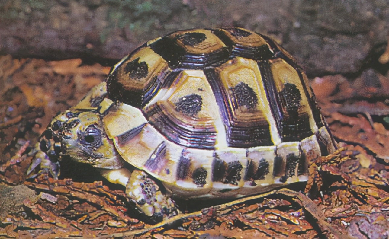 龟类纪录片,龟类图片