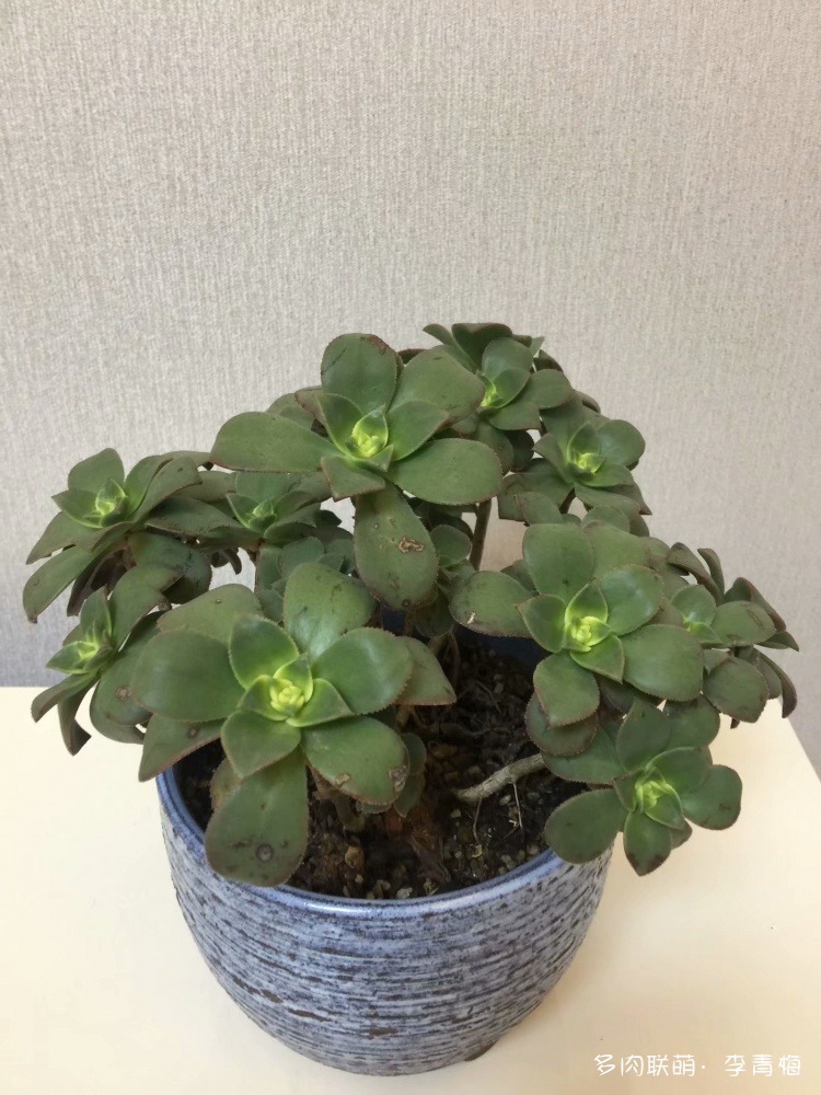 瞧,那个钟情艳日辉的人