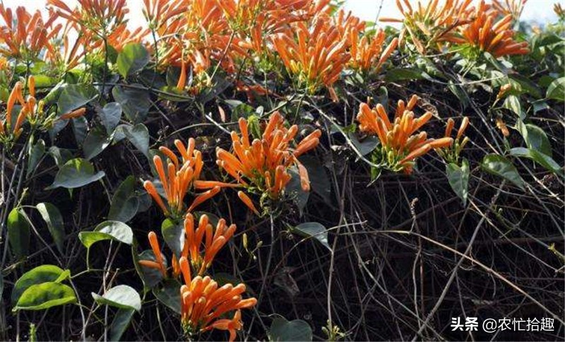 花期长达半年，种一棵爬满墙，花的价值珍贵少人知