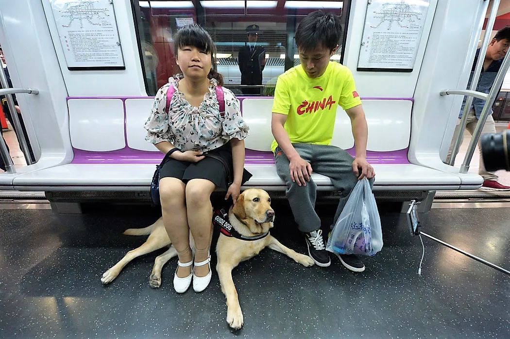 导盲马寿命有多长,导盲马可以看多远