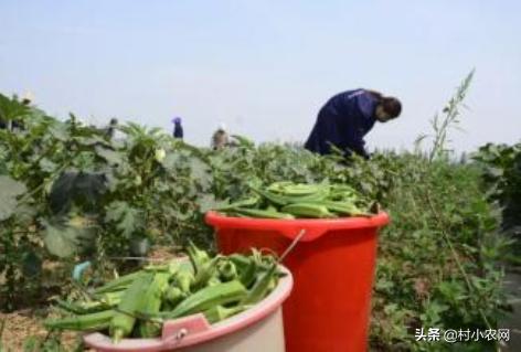 农村种植什么最赚钱最好做,农村种植什么最赚钱500元小本创业