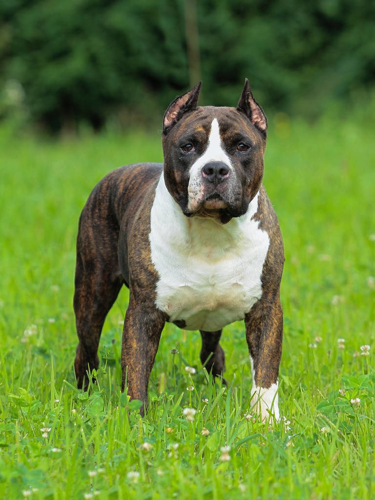 世界上一百种狗的图片,世界十种名贵狗