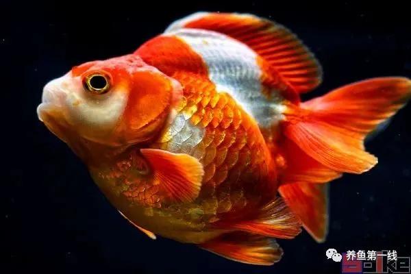 金鱼常见的品种可以分成哪五大类,金鱼品种大全及图释