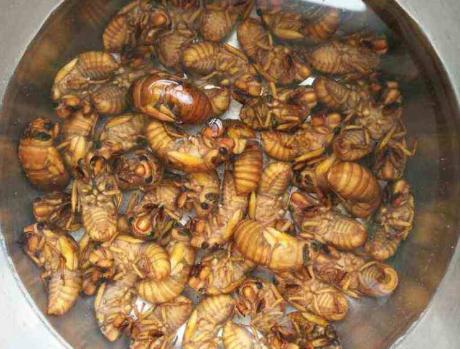 炸金蝉的正确做法,炸熟的金蝉千万不要提前吃