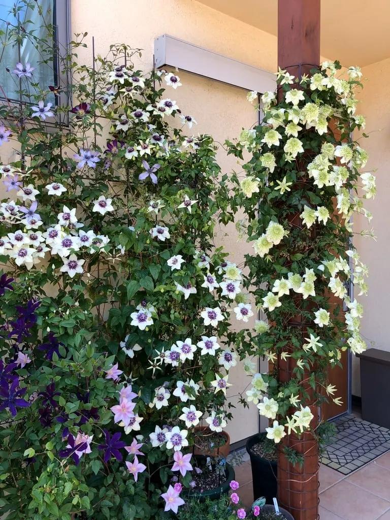 铁线莲春季发芽了还能换盆吗,铁线莲春季花后要换盆吗