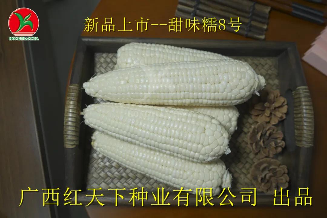 超香甜糯玉米图片,很好吃很糯的玉米