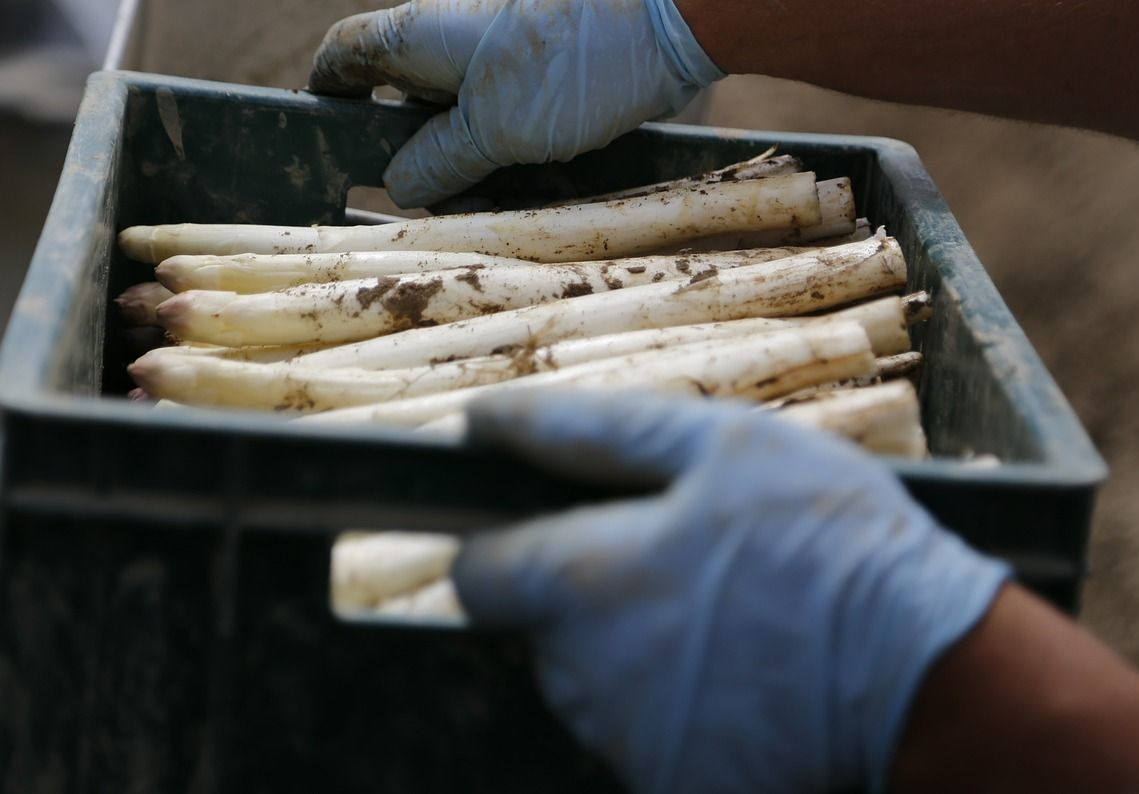 春天的芦笋格外鲜嫩,脆甜多汁的芦笋