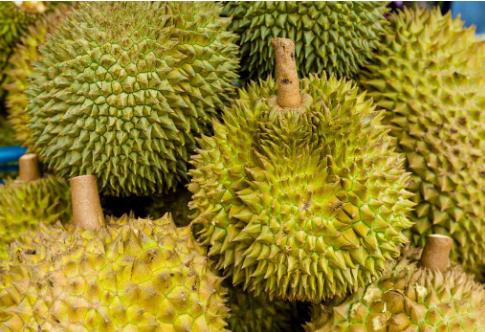 如何挑选榴莲的公母,榴莲要选母的好还是公的好