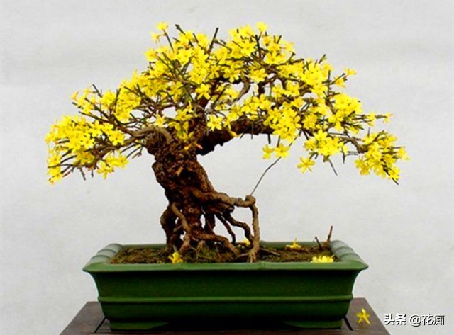 迎春花养殖的技巧,迎春花养殖的方法和注意事项