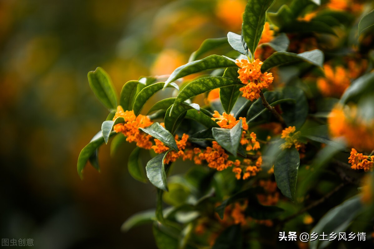 四季桂花怎样分种类,桂花叶的种类有哪些图片